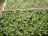 �W���P���Ɏ������킪���肵�A�X���P�������A���n�܂�܂���