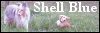 Shell Blue����