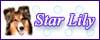�uStar Lily�v����