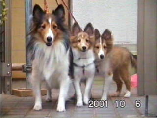 ���ꂩ�炨�U����i10/10�`11/13�j