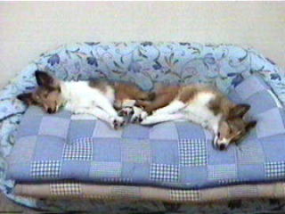 ���₷��i11/14�`12/05�j