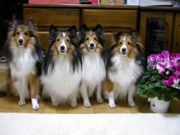 ���ꂢ�Ȃ��ԁ�