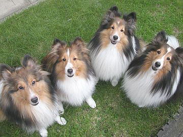 �l�R�q�^�ɂ�(2007/07/16)�B