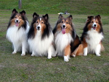 �߂�����������Ȃ�܂�����(2007/11/03)