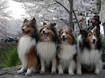 ���Ƃ��Ă��L���C���ˁ�i2008/04/16�j