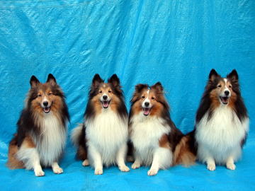 �ǂ��̃X�^�W�I�H�i2008/08/10�j