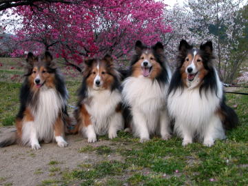 ����ė��܂�����������i20090411�j"