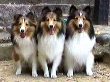 �V�R�[�i�[�a��!?�i7/1�`7/15�j