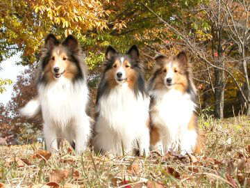 �ӏH�̌�i11/16�`11/30�j