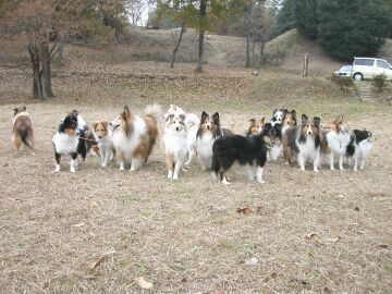 �V�F�����i��i12/01�`12/15�j