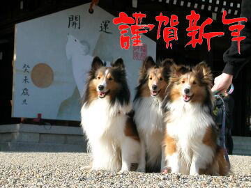 �މ�V�N�B�i1/1�`1/15�j