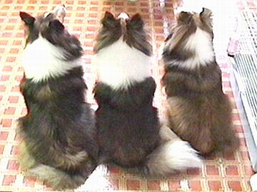 ���p�ŃV�c���C���܂���i7/1�`7/15�j