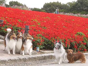 �L�����f�B�����T���[�����Ɓ�i11/11�`11/20�j