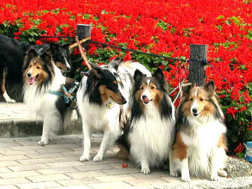 �p�[�������J�m�������Ɓ�i11/21�`11/30�j