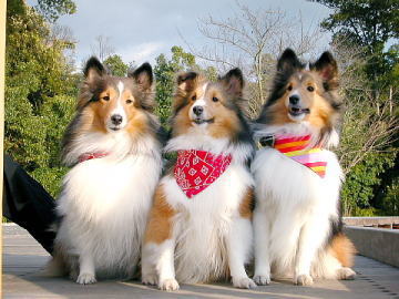 ���܂��Ă�f�V���I�i12/16�`12/31�j