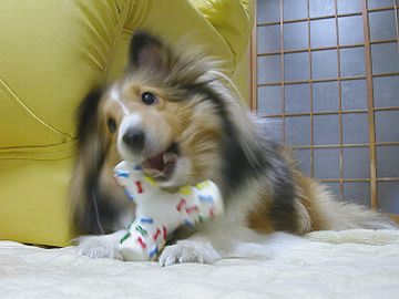 ���C�ɓ���`��i03/01�`03/10�j