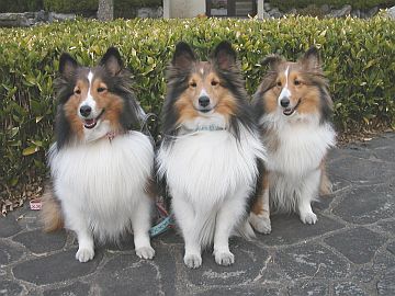 �͂��`�[�Y��i03/16�`03/31�j