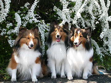 ���L���i�M�Ƃ��Ă��L���C��i04/01�`04/30�j