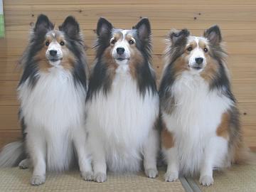 �����܂�̓��O�n�E�X��i06/01�`08/08�j