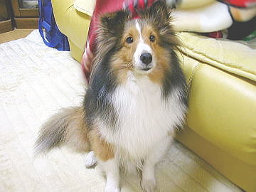 �Ƃ��Ă������ށ[������ł��B�i05/04/20�`05/07/23�j