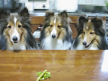 �}�����߂�܂邿���Y�B�i05/07/24�`05/12/18�j