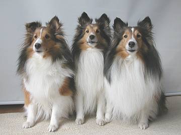 ���N�́@�҂��ɑ҂��Ă��H�@��񂱔N�I�i06/01/01�`06/01/15�j