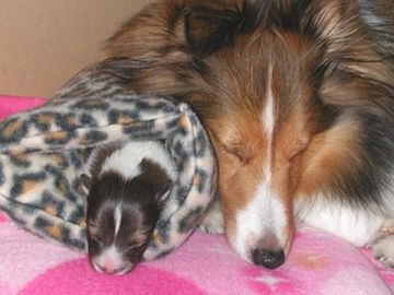 ��l������ĐQ�Ă�̂ł́H�I�i06/01/01�`06/01/15�j