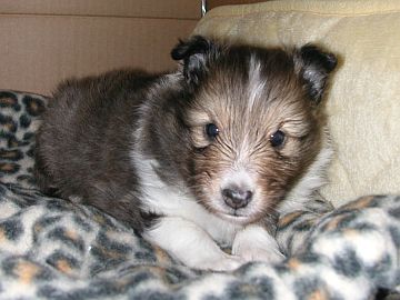 �Ƃ��Ă����킢���@�ށ[������i�����j�I�i06/01/16�`06/01/31�j