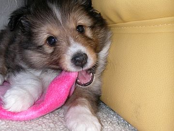 ����́@���[�I�i06/02/01�`06/02/15�j