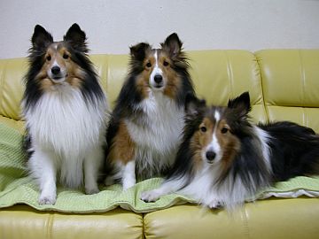 �v���Ԃ�̕\�����ˁI�i06/02/16�`06/02/28�j