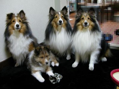 �J�����ڐ�����Ȃ��P�h�ˁI(��)�i06/03/01�`06/03/16�j