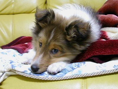 �g�b�v�Ɛ�I�i06/03/17�`06/03/31�j