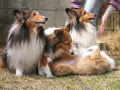 ���ꂱ��@���[����I�i06/04/01�`06/04/15�j