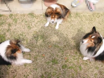 �l�R�q�^�ɂāB�i06/04/16�`06/05/05�j