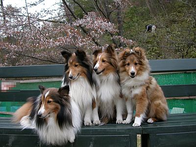 �y���ɂā�i06/05/06�`06/05/31�j