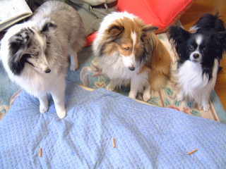 �������̃W���[�L�[��