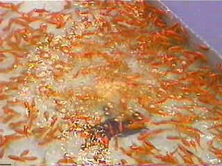 �҂��҂���ł��B