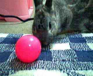 �o�����̎ʐ^