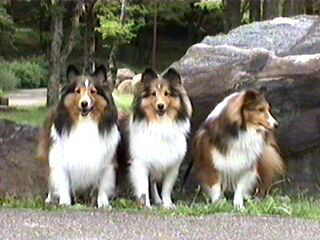 �u�����I�v