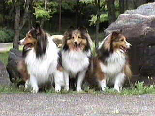 �u�����I�v