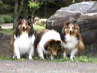 �u�����A����񂱁I�v