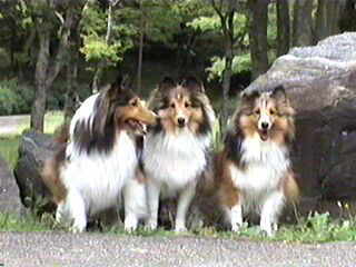 �u���J���I�v�@�iby�܂�܂�j