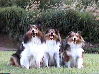 �u�����A�����́H�v