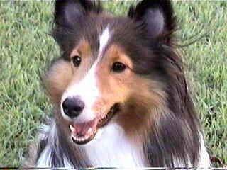 �u�˂��A����������B�v