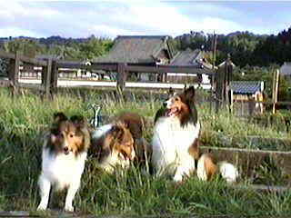 �͂��|�[�Y��