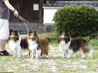 �i�j�B���Ă�́H