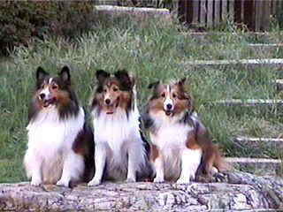 �΂̏�ɂ��R�N�I