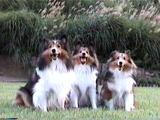 �C�s����