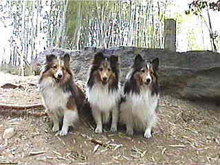 �܂邿��񂸂����w�ł��B