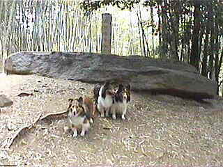 ����σf�J�b�I�I